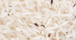 Apakah Kutu Beras Berbahaya Jika Termakan? Ini Faktanya! Kutu Beras - sumber foto FREEPIK