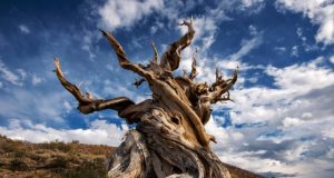 Pohon Tertua di Dunia Bernama Methuselah, Tumbuh Sebelum Piramida Mesir! Pohon Tertua di Dunia Bernama Methuselah, Tumbuh Sebelum Piramida Mesir!