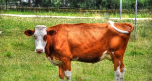 Makna Berkurban di Idul Adha: Lebih dari Sekadar Menyembelih Hewan Makna Berkurban di Idul Adha: Lebih dari Sekadar Menyembelih Hewan