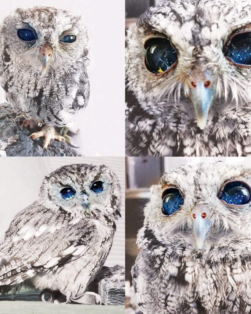 Zeus the blind owl - sumber foto Instagram @universeunveilled