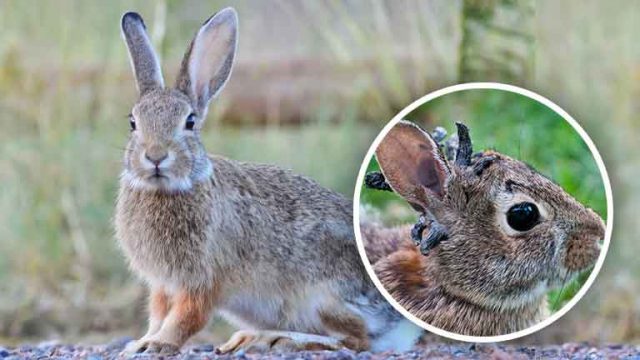 Frankenstein rabbits Colorado - sumber foto Istimewa