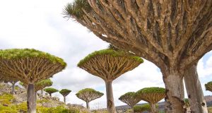 Dragon Blood Tree hingga Bahasa Tanpa Tulisan, Misteri Socotra yang Bikin Takjub Pulau Socotra - sumber foto Istock