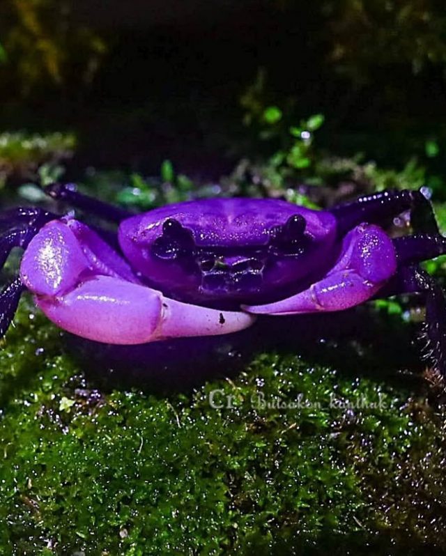 kepiting ungu langka, Princess Crab, Taman Nasional Kaeng Krachan - sumber foto via Kaeng Krachan National Park