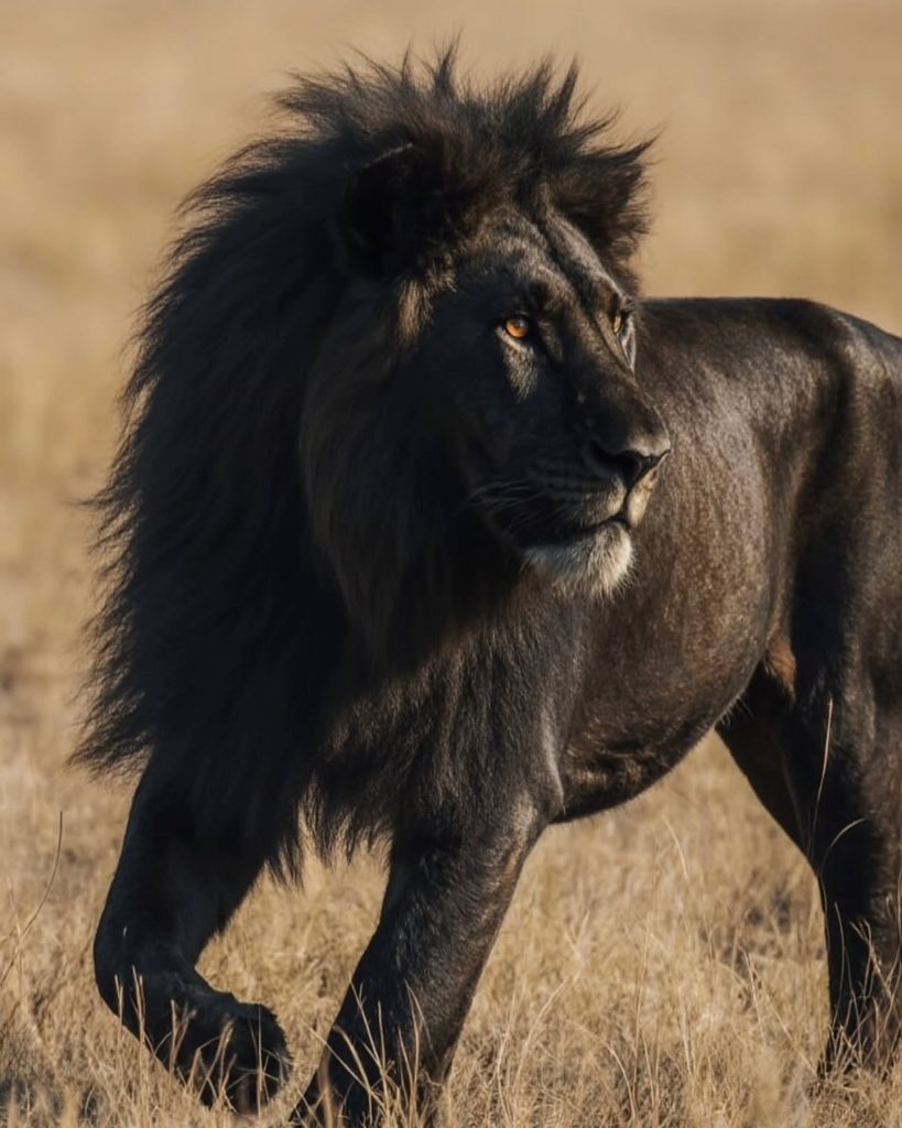 fakta tentang singa hitam melanistik - sumber foto Instagram worldinlast24hrs