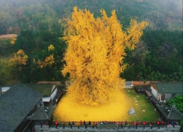 pohon ginkgo di kuil Gu Guanyin - sumber foto Instagram bigtreehunters