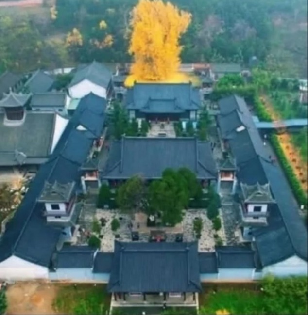 pohon ginkgo di kuil Gu Guanyin - sumber foto Instagram bigtreehunters