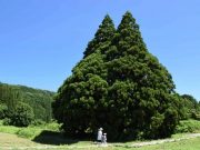 Totoro Tree di Jepang, Harta Alam 1000 Tahun yang Jadi Spot Favorit Wisatawan Totoro Tree Sakegawa Village Yamagata, wisata alam Jepang - sumber foto cineatomy