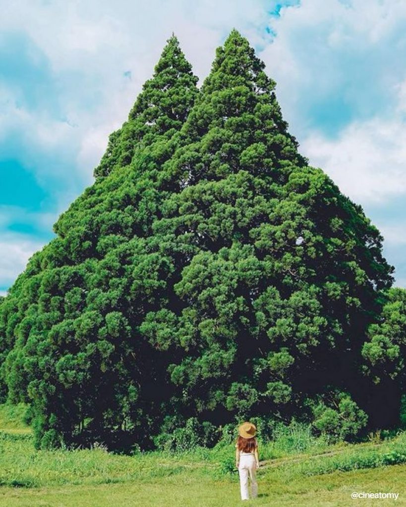 Totoro Tree Sakegawa Village Yamagata, wisata alam Jepang - sumber foto cineatomy