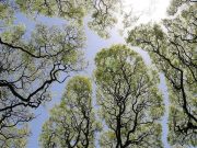 Fenomena Langit Retak di Hutan : Crown Shyness Mengajarkan Kita Arti Ruang dan Keharmonisan Alam Fenomena Langit Retak di Hutan : Crown Shyness Mengajarkan Kita Arti Ruang dan Keharmonisan Alam