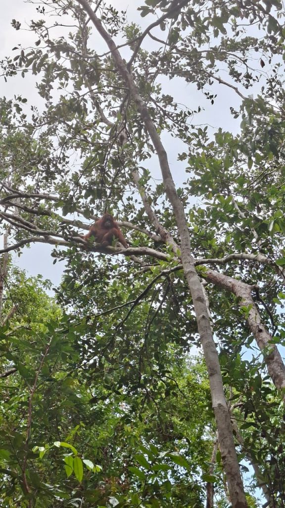 Taman Nasional Tanjung Puting: Surga Orang Utan di Kalimantan