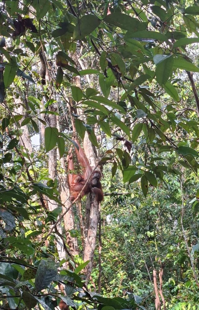 Taman Nasional Tanjung Puting: Surga Orang Utan di Kalimantan Taman Nasional Tanjung Puting: Surga Orang Utan di Kalimantan