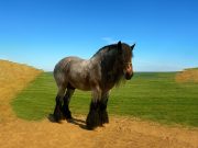 Tangguh, Gagah, dan Setia! Kenalan dengan Kuda Draft Rumania, Sahabat Petani Sejati Kuda Draft Rumania - sumber foto Urbanvibes