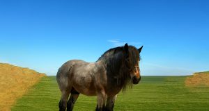 Tangguh, Gagah, dan Setia! Kenalan dengan Kuda Draft Rumania, Sahabat Petani Sejati Kuda Draft Rumania - sumber foto Urbanvibes