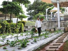 Punya Kebun Sendiri : Inilah Langkah Novotel Tangerang Jadi Hotel Ramah Lingkungan Punya Kebun Sendiri : Inilah Langkah Novotel Tangerang Jadi Hotel Ramah Lingkungan