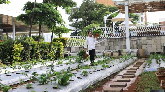 Punya Kebun Sendiri : Inilah Langkah Novotel Tangerang Jadi Hotel Ramah Lingkungan