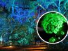 Kayu Glow In The Dark dari Swiss: Penemuan Ramah Lingkungan yang Bikin Kagum ilustrasi Kayu Glow In The Dark