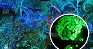 Kayu Glow In The Dark dari Swiss: Penemuan Ramah Lingkungan yang Bikin Kagum ilustrasi Kayu Glow In The Dark