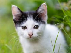 Waspada! Kasus Flu Burung pada Kucing di AS Semakin Meningkat ilustrasi Flu Burung pada Kucing - sumber foto FREEPIK