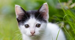 Waspada! Kasus Flu Burung pada Kucing di AS Semakin Meningkat ilustrasi Flu Burung pada Kucing - sumber foto FREEPIK