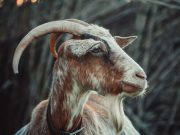 Red Flag Zodiak: Capricorn, Si Ambis Tanpa Batas! ilustrasi Red Flag Zodiak: Capricorn - sumber foto Freepik