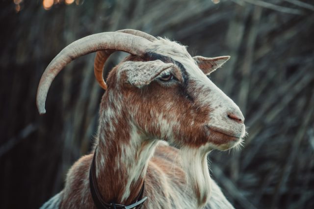 ilustrasi Red Flag Zodiak: Capricorn - sumber foto Freepik