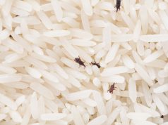 Apakah Kutu Beras Berbahaya Jika Termakan? Ini Faktanya! Kutu Beras - sumber foto FREEPIK