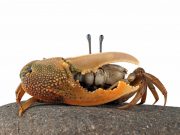 Red Flag Zodiak: Cancer, Si Paling Emosional! ilustrasi red flag zodiak Cancer - sumber foto Freepik