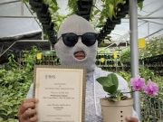 Phalaenopsis Sukatani, Anggrek Hibrida Karya Anak Bangsa yang Mendunia Phalaenopsis Sukatani - sumber foto Instagram @erick_raynalta