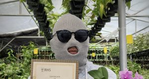 Phalaenopsis Sukatani, Anggrek Hibrida Karya Anak Bangsa yang Mendunia Phalaenopsis Sukatani - sumber foto Instagram @erick_raynalta