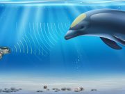 Google Ciptakan DolphinGemma, AI Canggih yang Bisa Terjemahin Suara Lumba-Lumba! Google Ciptakan DolphinGemma, AI Canggih yang Bisa Terjemahin Suara Lumba-Lumba!