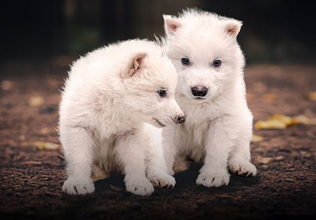 Dire Wolf - sumber foto Instagram @itiscolossal