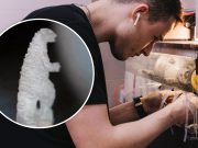 Godzilla Ukuran Seujung Kuku? Seniman Rusia Ini Bikin Patung Mini dari Sebutir Beras! patung Godzilla dari nasi oleh Rish Art sumber foto Istimewa materi Instagram @rish_art
