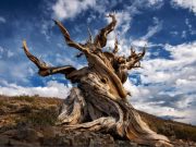 Pohon Tertua di Dunia Bernama Methuselah, Tumbuh Sebelum Piramida Mesir! Pohon Tertua di Dunia Bernama Methuselah, Tumbuh Sebelum Piramida Mesir!