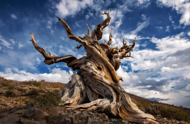 Pohon Tertua di Dunia Bernama Methuselah, Tumbuh Sebelum Piramida Mesir!