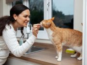 Kenapa Kucing Nggak Boleh Makan Roti? Ini Penjelasan Lengkapnya! Jangan Kasih Roti ke Kucing! Ini 4 Alasan Utamanya, Urbie's!