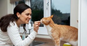 Jangan Kasih Roti ke Kucing! Ini 4 Alasan Utamanya, Urbie’s!
