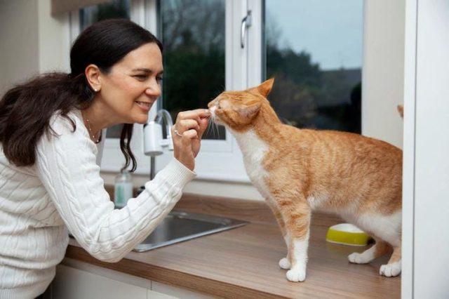 Jangan Kasih Roti ke Kucing! Ini 4 Alasan Utamanya, Urbie’s!