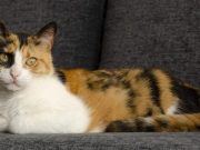 Langka dan Unik, Inilah Alasan Kucing Calico Punya Warna Bulu Belang Tiga! Langka dan Unik, Inilah Alasan Kucing Calico Punya Warna Bulu Belang Tiga!