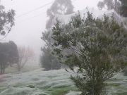 Fenomena “Salju” Viral di Australia Ternyata Bukan Salju, tapi Jaring Laba-Laba? fenomena jaring laba-laba mirip salju Australia - sumber foto Instagram Leslie Anne Schmidt