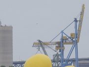 Dari Sydney ke São Paulo, Bebek Karet Raksasa Ini Bikin Dunia Tersenyum bebek karet raksasa Florentijn Hofman - sumber foto Instagram therealnurtle