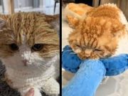 CozyPelt, Jenis Kucing Baru Mirip Sweter Rajutan yang Bikin Gemas Pecinta Kucing Dunia CozyPelt, Jenis Kucing Baru Mirip Sweter Rajutan yang Bikin Gemas Pecinta Kucing Dunia