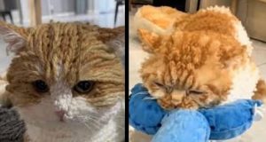 CozyPelt, Jenis Kucing Baru Mirip Sweter Rajutan yang Bikin Gemas Pecinta Kucing Dunia CozyPelt, Jenis Kucing Baru Mirip Sweter Rajutan yang Bikin Gemas Pecinta Kucing Dunia