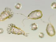 Tragis! Wanita Texas Meninggal Akibat Infeksi Amoeba Pemakan Otak dari Air Keran Tragis! Wanita Texas Meninggal Akibat Infeksi Amoeba Pemakan Otak dari Air Keran