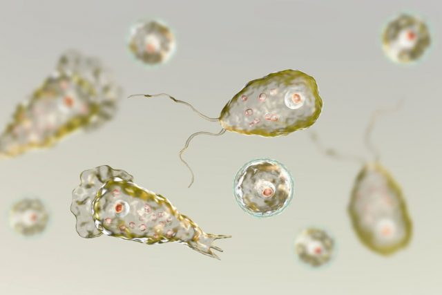 Tragis! Wanita Texas Meninggal Akibat Infeksi Amoeba Pemakan Otak dari Air Keran
