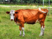 Makna Berkurban di Idul Adha: Lebih dari Sekadar Menyembelih Hewan Makna Berkurban di Idul Adha: Lebih dari Sekadar Menyembelih Hewan