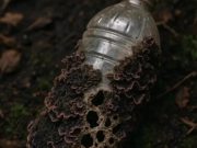 Jamur Laut Bisa Urai Plastik? Temuan NIOZ Bikin Takjub! Jamur Laut Bisa Urai Plastik? Temuan NIOZ Bikin Takjub!