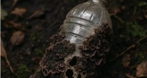 Jamur Laut Bisa Urai Plastik? Temuan NIOZ Bikin Takjub!