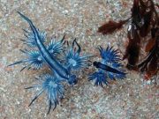 Muncul di Phuket, Siput Laut Naga Biru Indah Tapi Mematikan! Muncul di Phuket, Siput Laut Naga Biru Indah Tapi Mematikan!