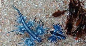 Muncul di Phuket, Siput Laut Naga Biru Indah Tapi Mematikan! Muncul di Phuket, Siput Laut Naga Biru Indah Tapi Mematikan!