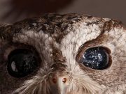 Zeus, Burung Hantu Buta yang Matanya Seperti Galaksi dan Mampu Memikat Dunia Zeus the blind owl - sumber foto Instagram @universeunveilled